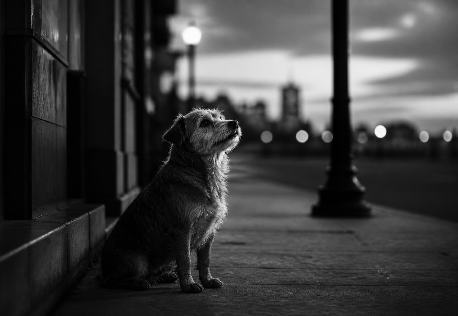Cachorro perdido sozinho na calçada ao anoitecer
